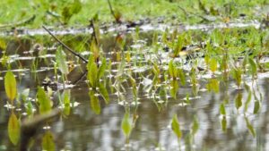 yard drainage service in michigan Green leaves and grass are reflected in a shallow pool of water on the ground, creating a mirrored effect.