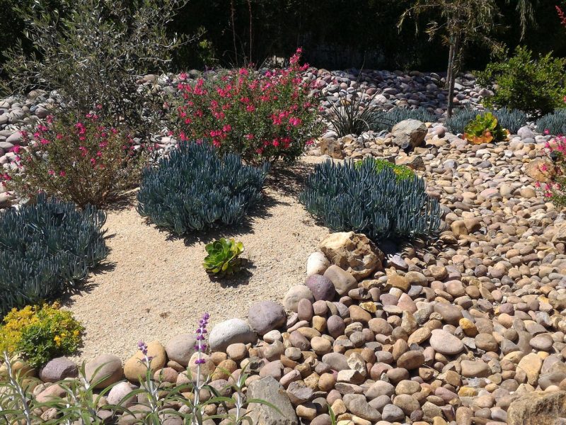 A xeriscape garden with rocks, gravel, green and blue drought-tolerant plants, and pink flowering shrubs under sunlight.